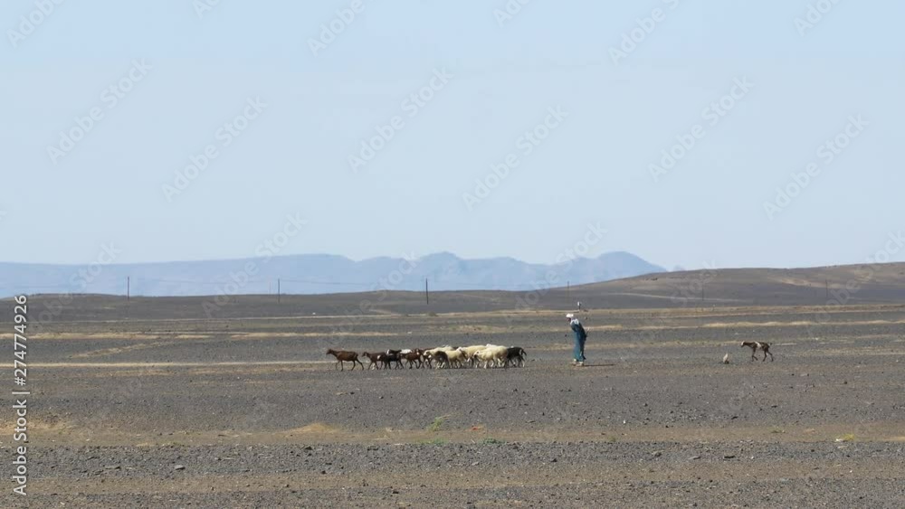 Shepherd with goats and sheeps in desert by Merzouga Shepherd with goats and sheeps in desert by Merzouga