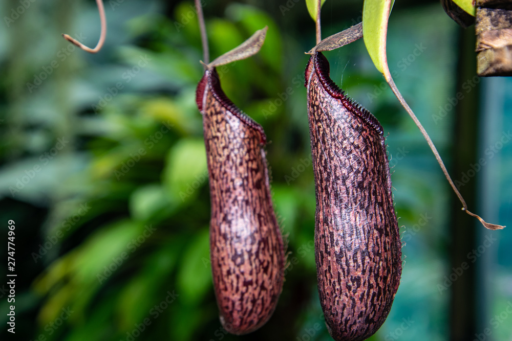 Venus flytrap plant, meat eater plant