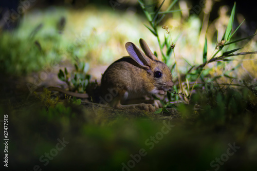 Cute animal. Williams Jerboa, Allactaga williamsi. Green nature habitat background. Kayseri Sultansazligi Turkey.  photo