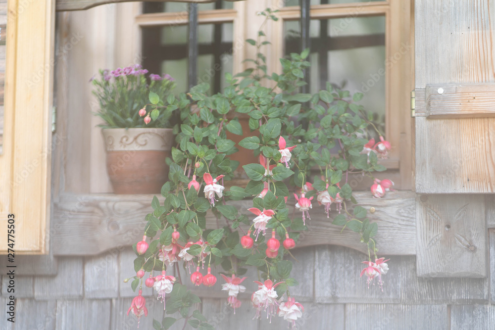 flowers on the windowsill