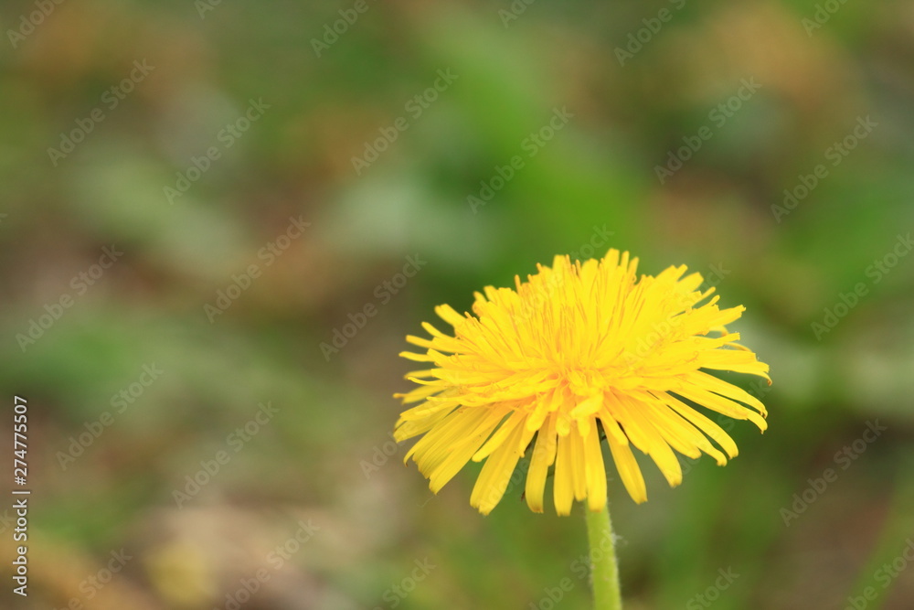 Mlecz polny Mlecz polny
