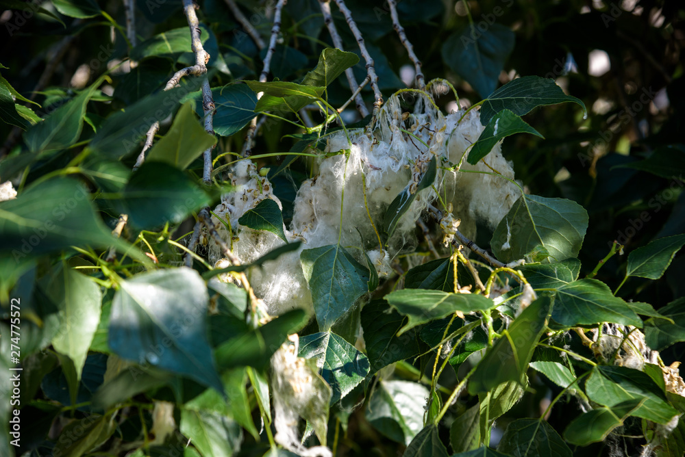 Fototapeta premium Poplar fluff on the branch among green grass. White fluff from poplar trees, allergies symptoms