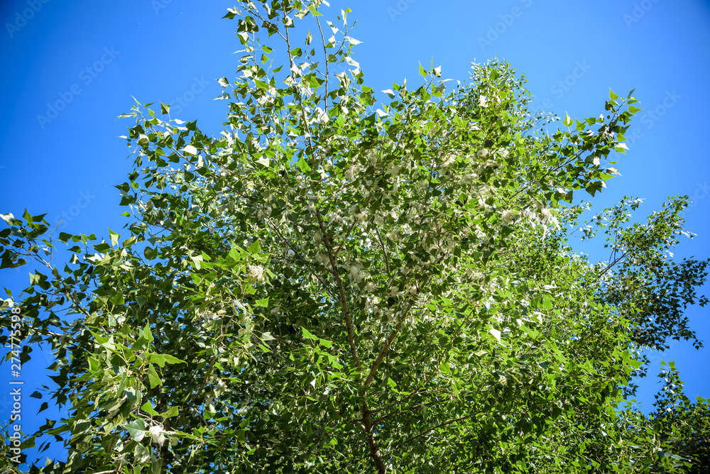 Poplar fluff on the branch among green grass. White fluff from poplar trees, allergies symptoms Poplar fluff on the branch among green grass. White fluff from poplar trees, allergies symptoms