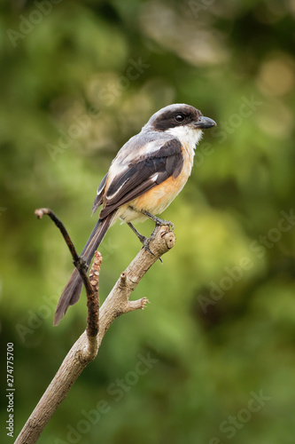 The long-tailed shrike or rufous-backed shrike (Lanius schach) is a member of the bird family Laniidae, the shrikes. They are found widely distributed across Asia