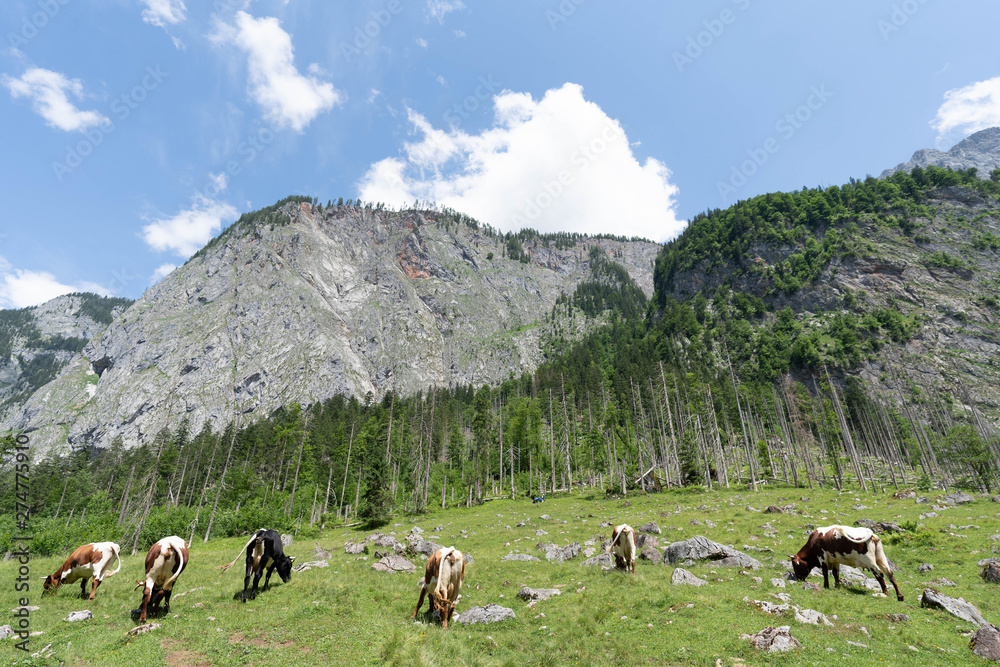 Fototapeta premium cows in mountains