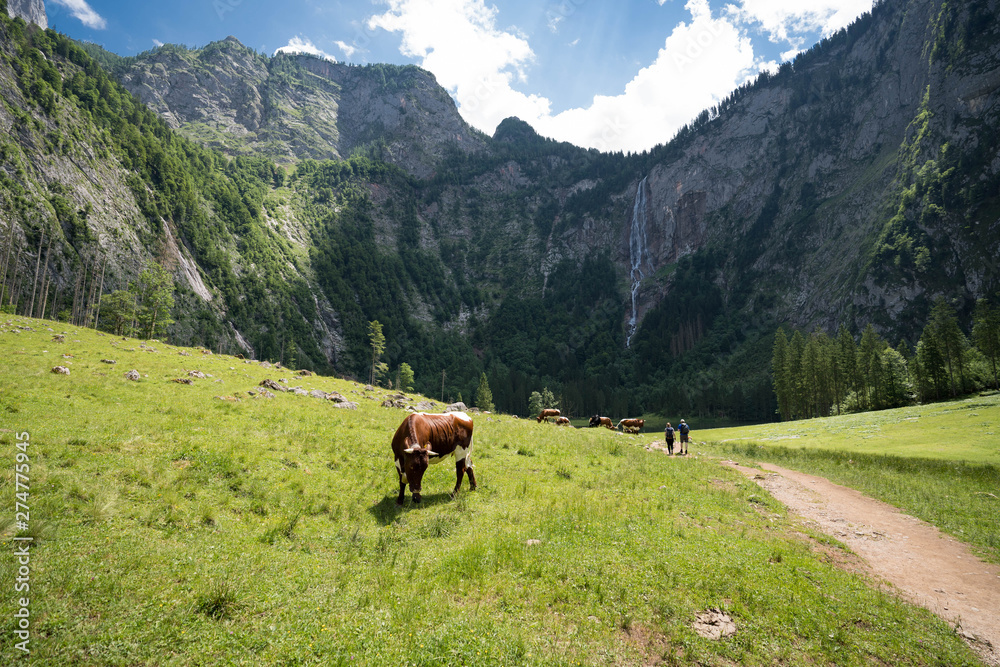 cow in the alps cow in the alps