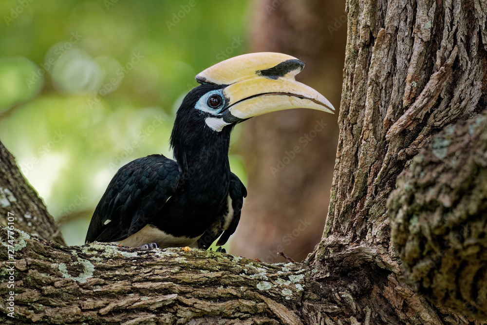 Oriental Pied-Hornbill - Anthracoceros albirostris large canopy-dwelling bird belonging to the Bucerotidae. Other common names are sunda pied hornbill (convexus) and Malaysian pied hornbill