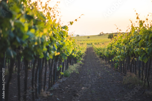 Cultivated vineyards. Grapevine in full green in rows in the setting sun