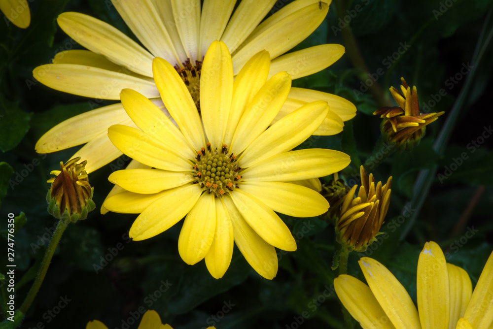 Yellow flowers as a wall poster. Closeup of yellow flowering flowers and blossoming flower buds suitable as wall decoration in the living room, hotels and spa areas