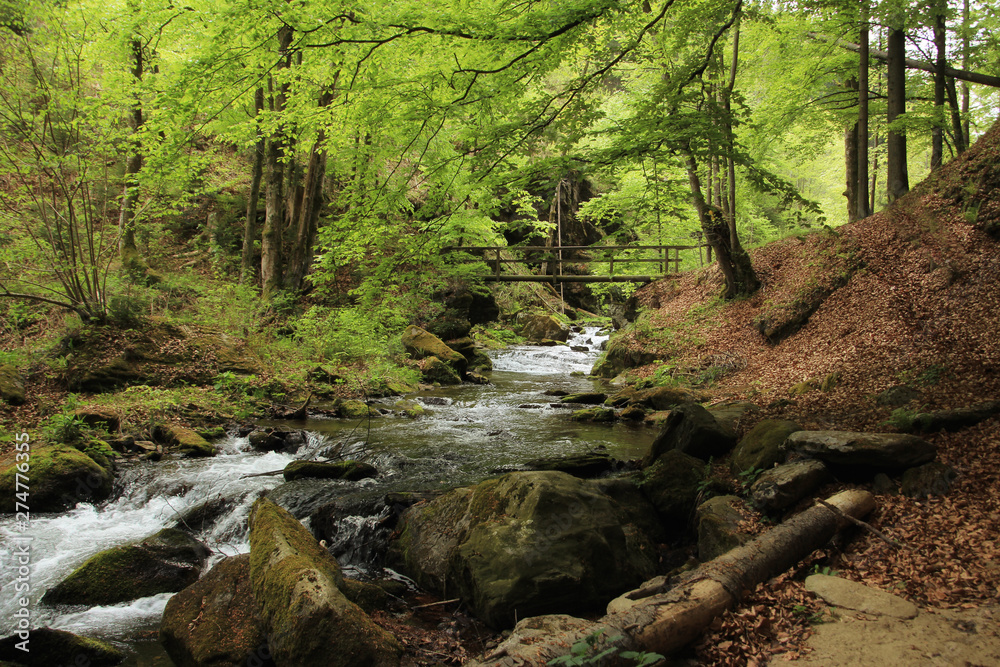 Obraz premium Mountain stream in the green forest in spring