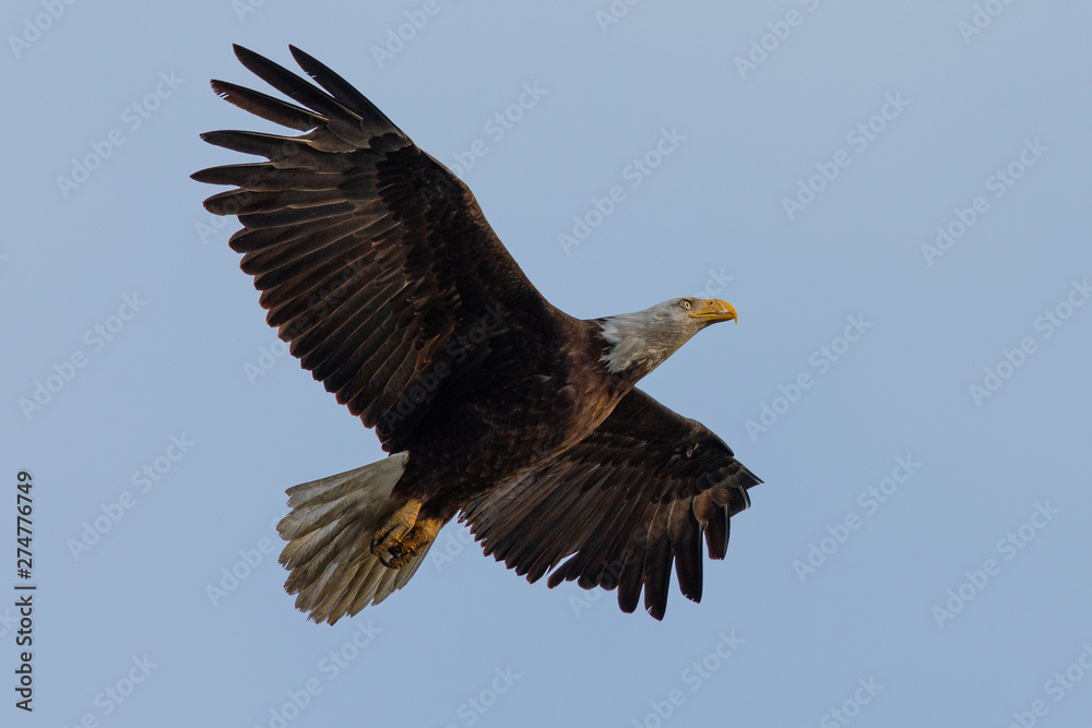 Closeup of a bald eagle flying, seen in the wild in North California Closeup of a bald eagle flying, seen in the wild in North California