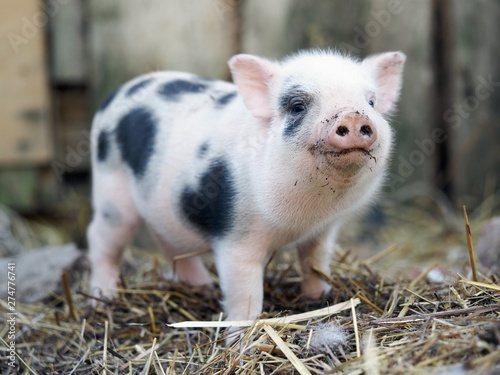 Fotótapéta Cute little pigs in the farm. Portrait of a pig