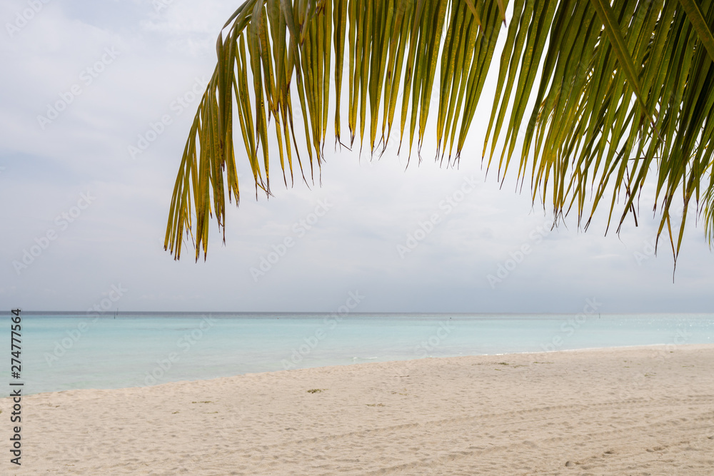 Naklejka premium Tilted coconut palm leaf isolated on beautiful ocean backround