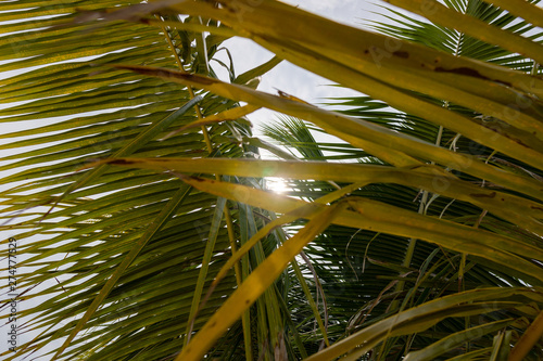 Tilted coconut palm leaf isolated on sky background