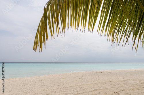 Tilted coconut palm leaf isolated on beautiful ocean backround