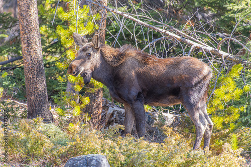 A Second Year Moose Calf In Rocky Mountain National Park