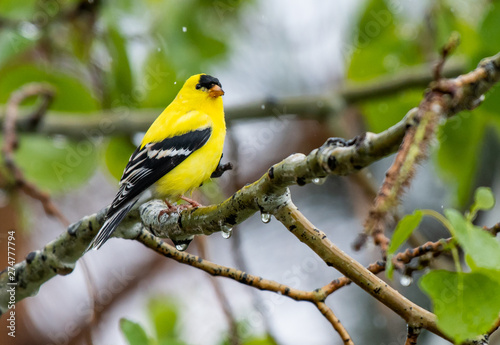 Obraz na plátne A Beautiful and Colorful American Goldfinch Perched in a Tree During a Rainstorm