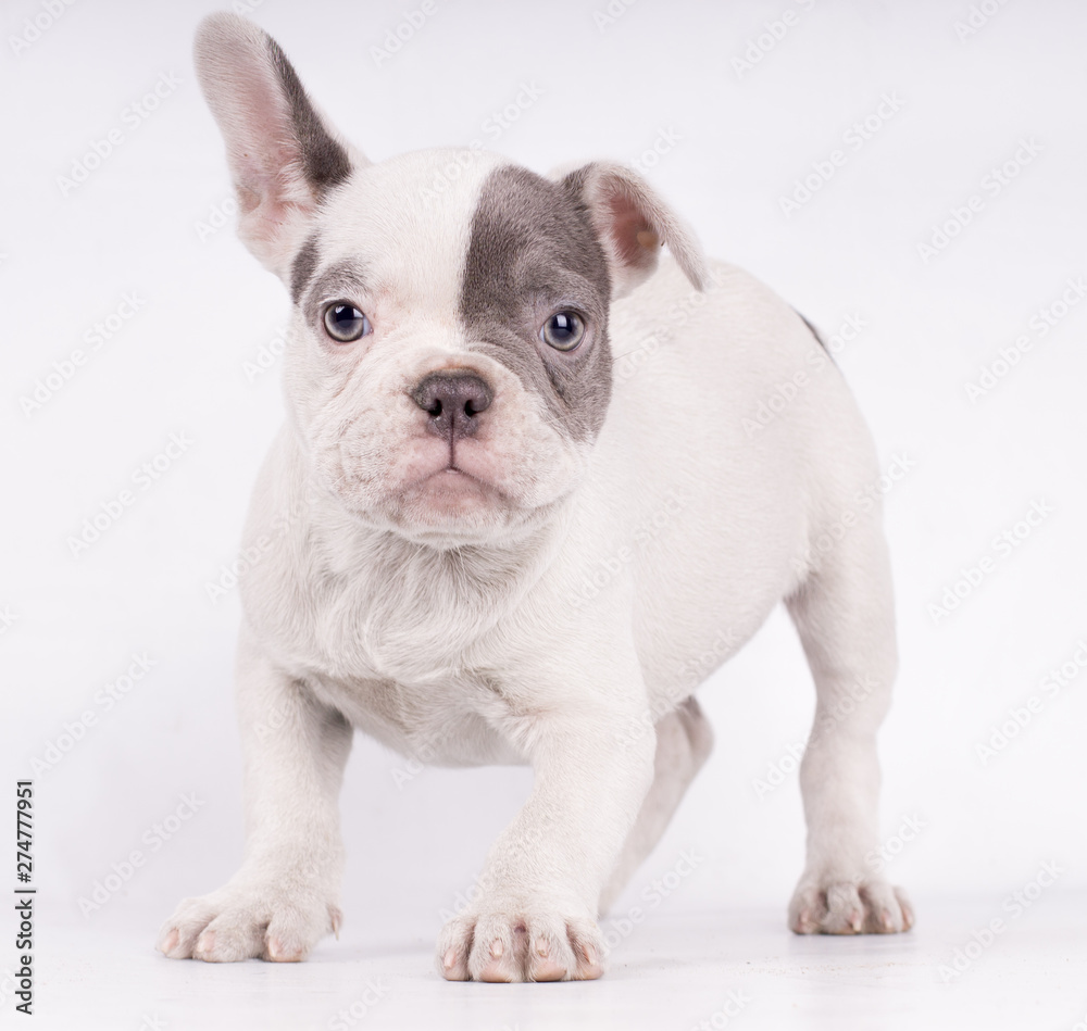 Full body white bulldog frenchie portrait with blue eyes Full body white bulldog frenchie portrait with blue eyes