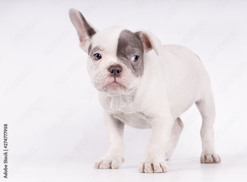 A french bulldog listening to something with one ear gotten up - text space on the left -