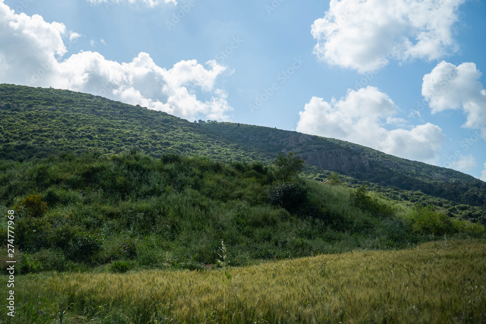 Green wheet field before huge green mountains under blue cloudls in sky