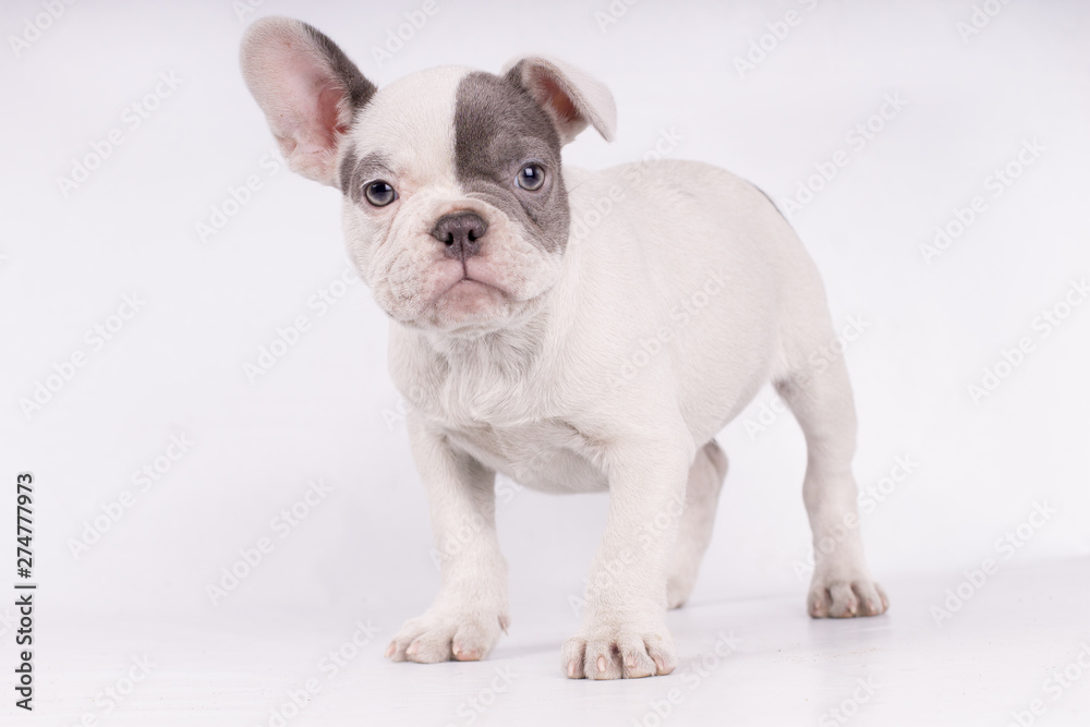 Portrait of French bulldog, frenchie, adorable pug dog isolated on white background