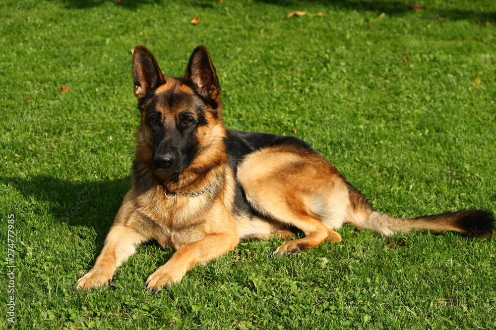 portrait of german shepherd dog on green grass portrait of german shepherd dog on green grass