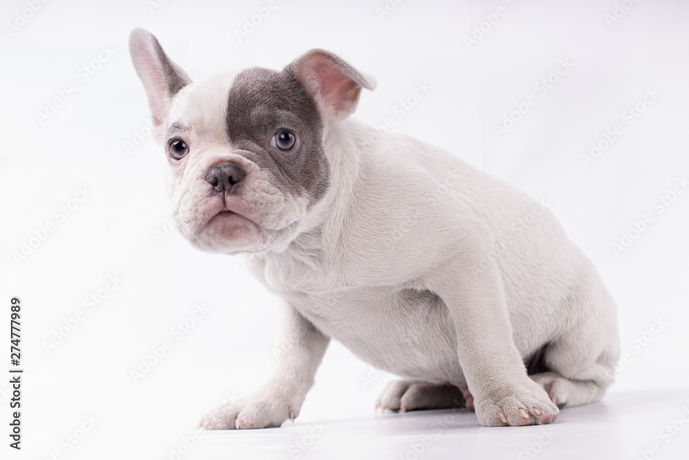scared dog frenchie waiting for someone isolated, grey and white skin