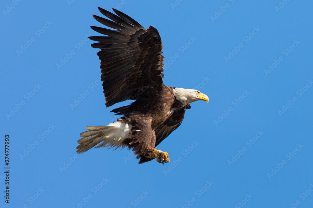 Obraz premium Closeup of a bald eagle flying with food on her talons, seen in the wild in North California