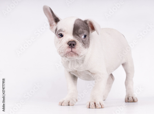 A french bulldog listening to something with one ear gotten up - text space on the left - © Endika