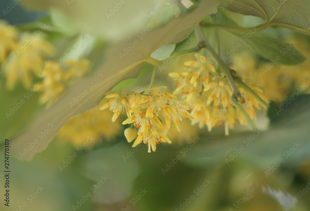 Blooming linden, lime tree in bloom Blooming linden, lime tree in bloom