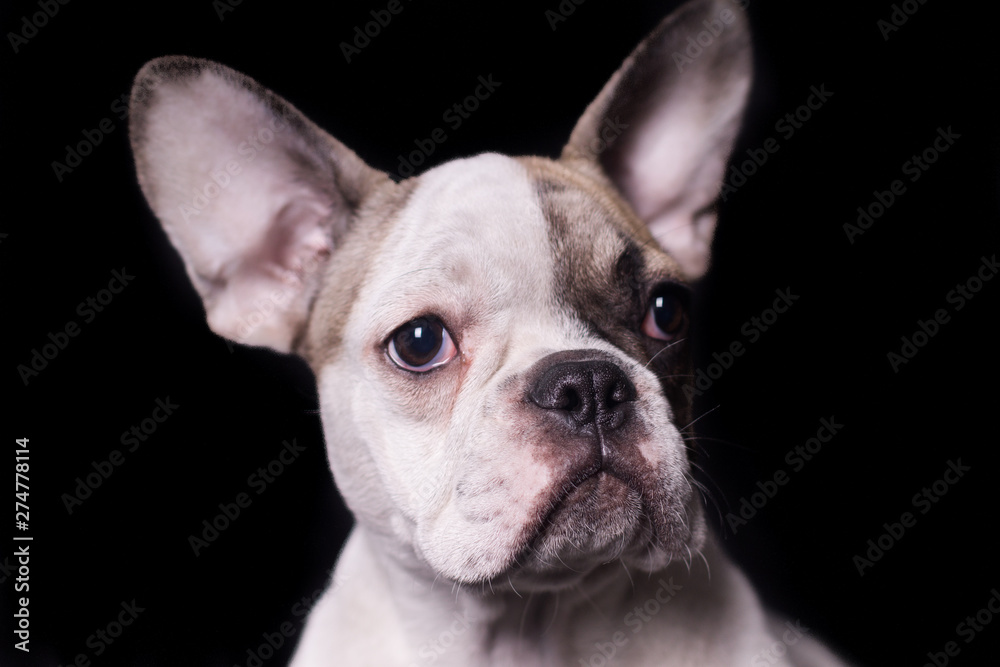 Darkness portrait of frenchie bulldog looking to the right isolated on black background Darkness portrait of frenchie bulldog looking to the right isolated on black background