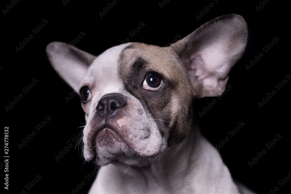 Close-up french bulldog portrait looking to the left isolated on black background