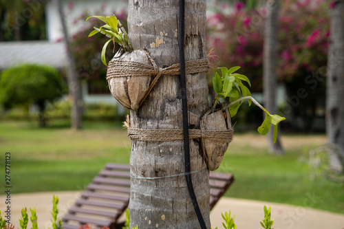 flower beds with flowers on the palm. photo