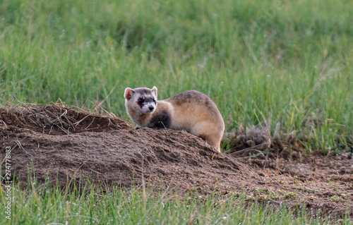 An Endangered Black-footed Ferret on the Plains of Colorado