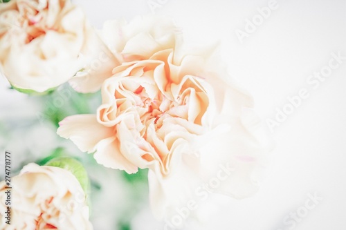 Delicate flower background. Soft focus of close up pastel carnation flowers. Copy space