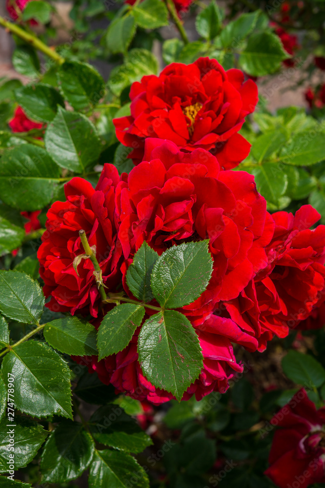 A bunch of beautiful red roses on a bush in the garden.