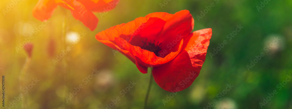 Obraz premium Farm with field of organic flowers such as poppies and camomile, summer concept