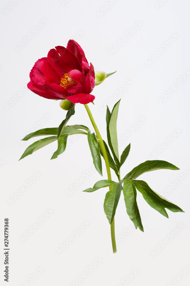 Red peony flower isolated on gray background.