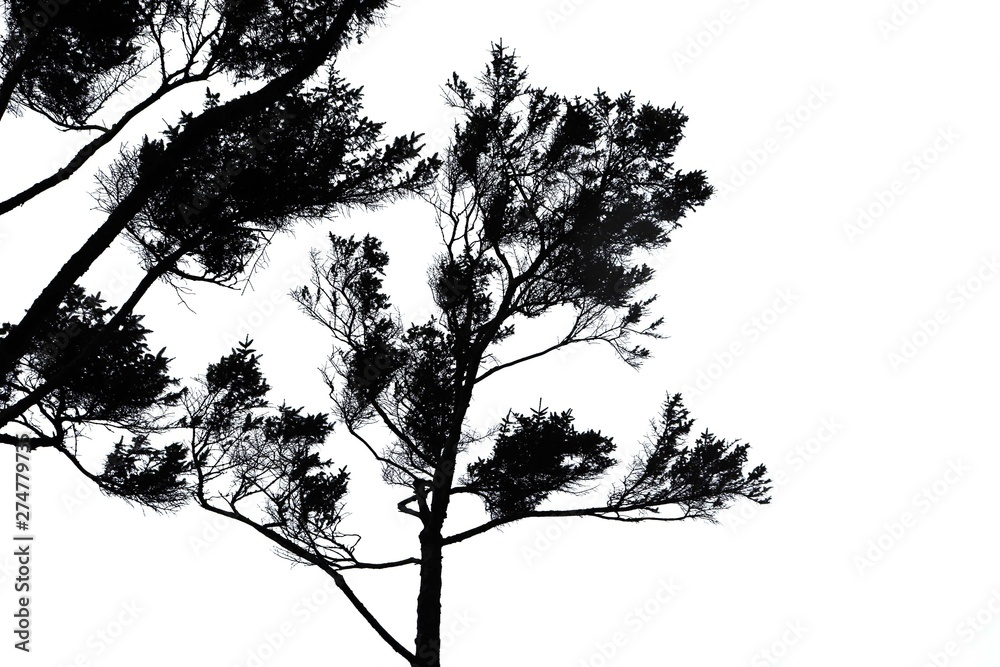 Fototapeta premium silhouette of a tree on white background