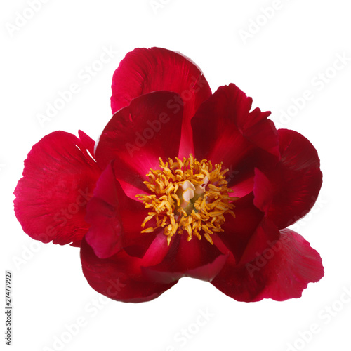 Red peony flower isolated on white background.