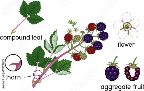 Parts of plant. Morphology of blackberry branch with ripe berries, green leaves, flowers and titles
