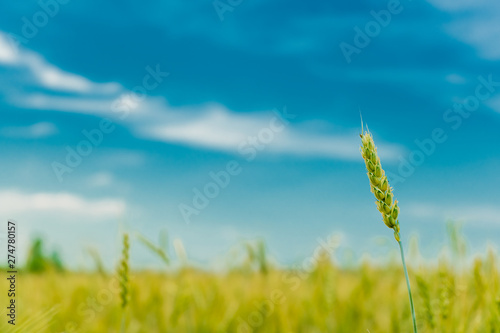Ear of wheat against the blue sky