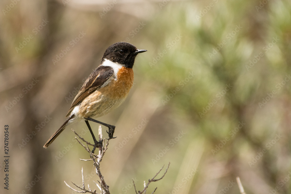 Fototapeta premium Stunning bird photo. European stonechat - Saxicola rubicola