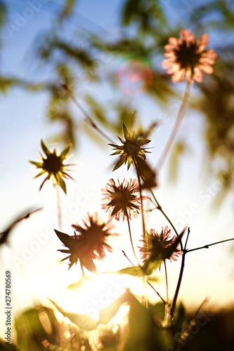 Fleurs mauves ensoleillées © mathisprod
