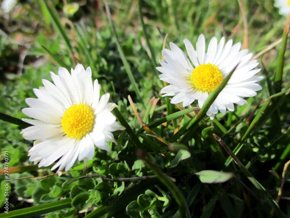 Two daisies (Bellis perennis) blooming in the grass.