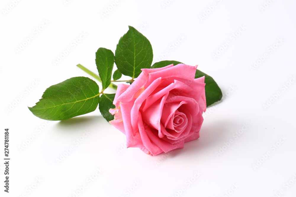Fototapeta premium pink rose isolated on white background
