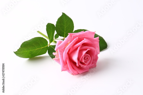Fototapeta Naklejka Na Ścianę i Meble -  pink rose isolated on white background