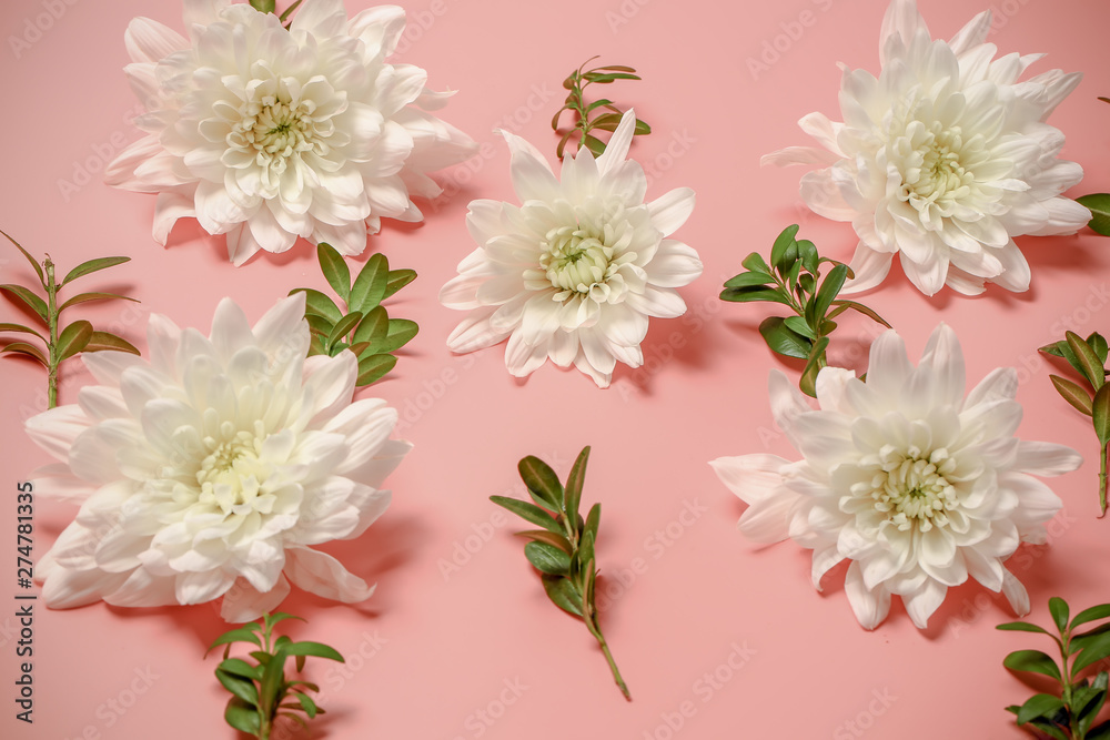White chrysanthemum on a pink retro background. toned photo. floral background