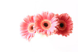 three gerberas isolated on white background