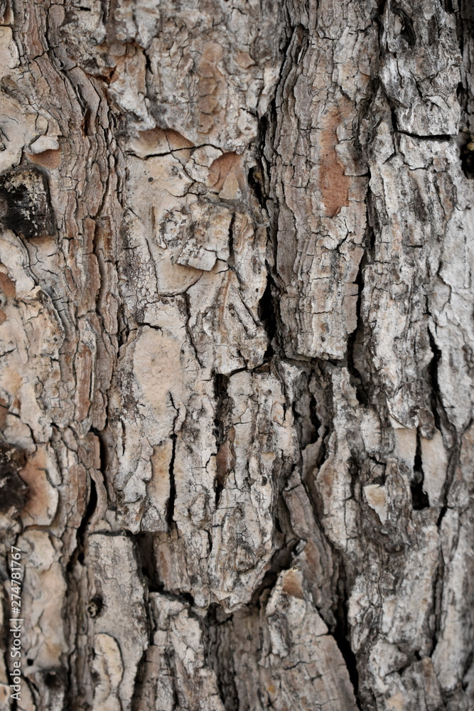 Texture wood tree background nature Texture wood tree background nature